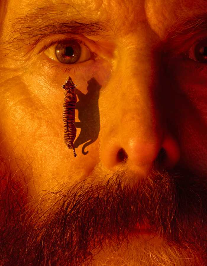 A close crop of a person's face with a full ginger beard and moustache lit with orange and red hues. The person has a tiger walking up their cheek towards their eye.